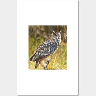 Eurasian Eagle Owl Posters and Art